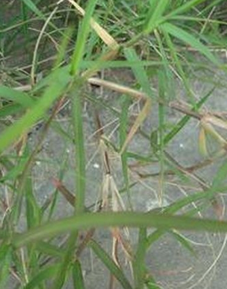 標題：狗牙根
瀏覽次數：2843
發(fā)表時間：2017-11-02