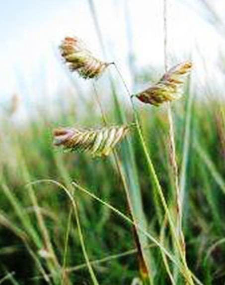 標(biāo)題：野牛草
瀏覽次數(shù)：3333
發(fā)表時間：2017-11-02