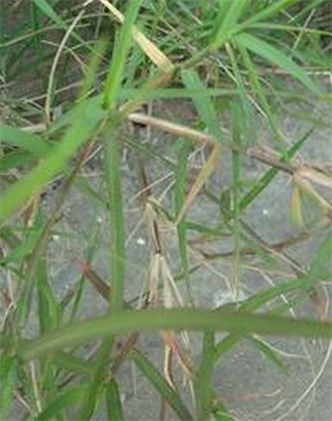 標題：狗牙根
瀏覽次數：2839
發表時間：2017-11-02