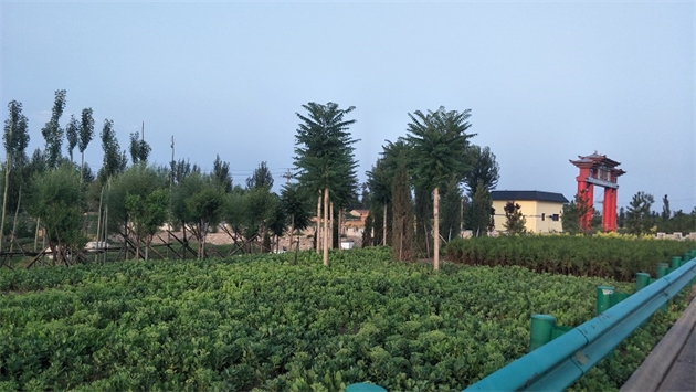 標題：張家口經開區腰站堡飲用水源地生態涵養綠化
瀏覽次數：2588
發表時間：2020-10-16