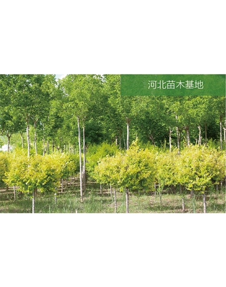 標題：苗木基地
瀏覽次數：2404
發表時間：2020-10-17