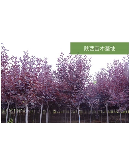 標題：苗木基地
瀏覽次數：2163
發表時間：2020-10-17