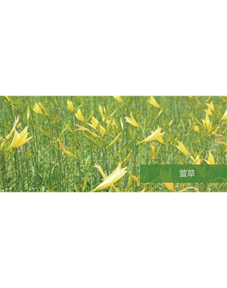 標題：地被
瀏覽次數(shù)：1850
發(fā)表時間：2020-10-17