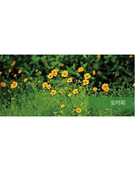 標(biāo)題：地被
瀏覽次數(shù)：2168
發(fā)表時(shí)間：2020-10-17