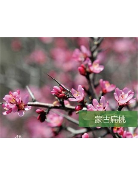 標題：名貴樹種
瀏覽次數：1432
發表時間：2020-10-17