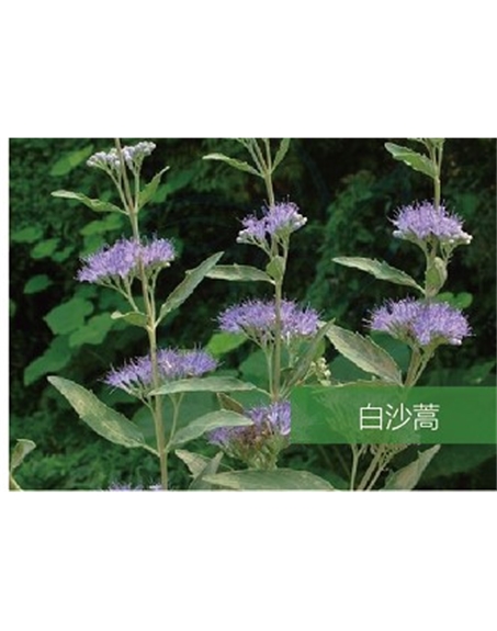 標題：名貴樹種
瀏覽次數：1529
發表時間：2020-10-17
