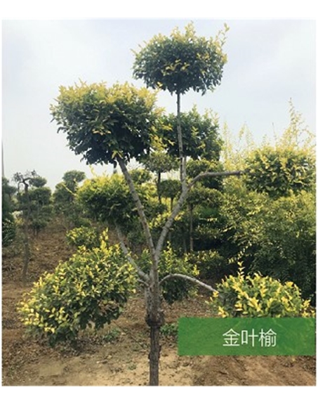 標題：名貴樹種
瀏覽次數：1489
發表時間：2020-10-17