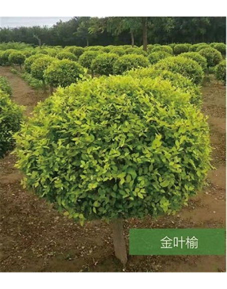 標題：名貴樹種
瀏覽次數：1492
發表時間：2020-10-17