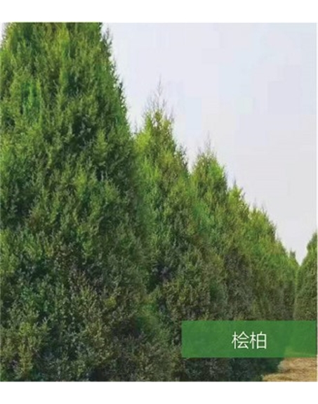標(biāo)題：名貴樹種
瀏覽次數(shù)：1502
發(fā)表時(shí)間：2020-10-17