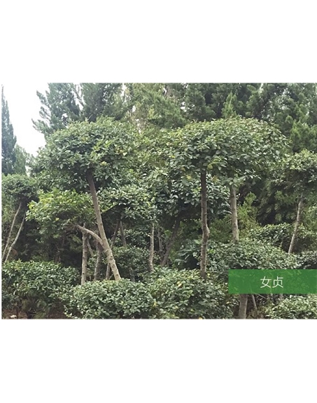 標題：名貴樹種
瀏覽次數：1463
發表時間：2020-10-17