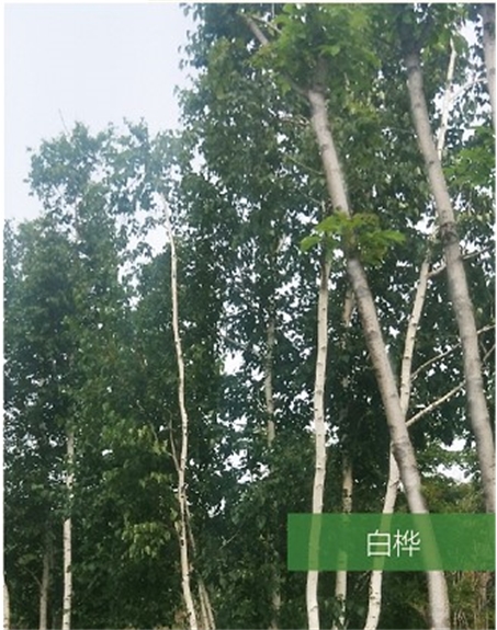 標題：名貴樹種
瀏覽次數：1548
發表時間：2020-10-17
