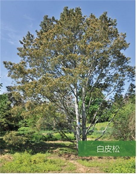 標題：名貴樹種
瀏覽次數：2080
發表時間：2020-10-17