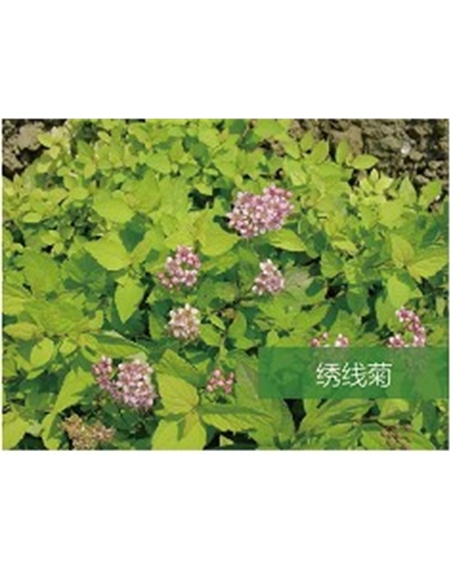 標題：喬灌木
瀏覽次數：1568
發表時間：2020-10-17
