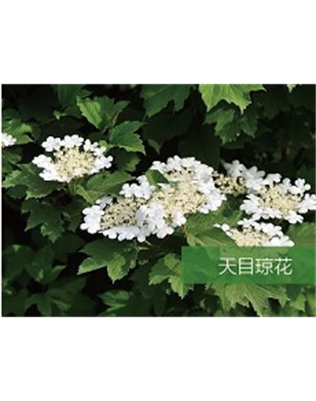 標題：喬灌木
瀏覽次數：1581
發表時間：2020-10-17