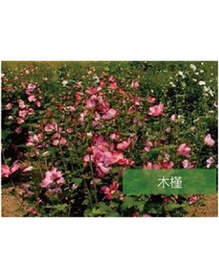 標題：喬灌木
瀏覽次數：1575
發表時間：2020-10-17