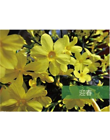 標題：喬灌木
瀏覽次數：1426
發表時間：2020-10-17
