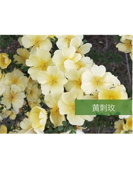 標題：喬灌木
瀏覽次數：1410
發表時間：2020-10-17