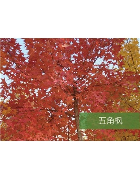 標題：喬灌木
瀏覽次數：1553
發表時間：2020-10-17