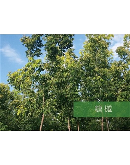 標(biāo)題：喬灌木
瀏覽次數(shù)：2212
發(fā)表時(shí)間：2020-10-17