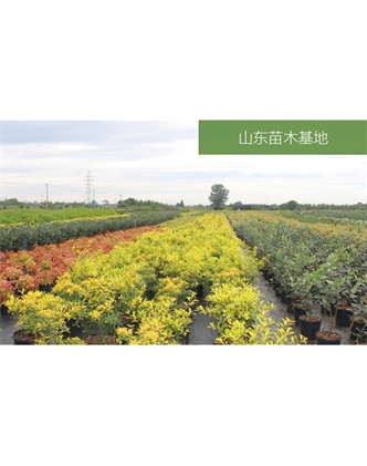 標題：苗木基地
瀏覽次數：2183
發表時間：2020-10-17