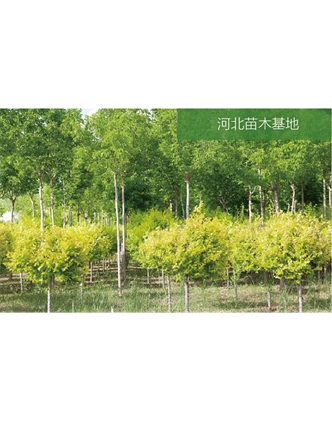 標題：苗木基地
瀏覽次數：2097
發表時間：2020-10-17