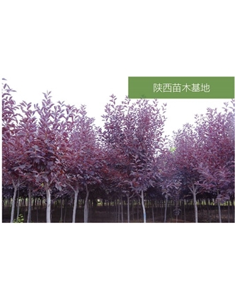 標題：苗木基地
瀏覽次數：2161
發表時間：2020-10-17