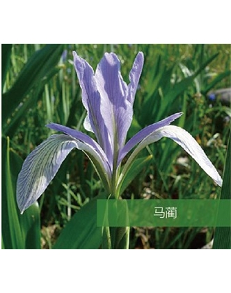 標題：地被
瀏覽次數：1759
發表時間：2020-10-17