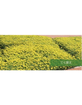 標題：地被
瀏覽次數：1978
發表時間：2020-10-17