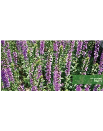 標題：地被
瀏覽次數：1864
發表時間：2020-10-17
