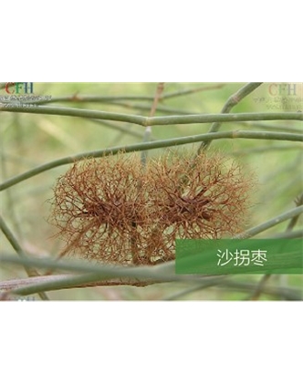 標題：名貴樹種
瀏覽次數：1610
發表時間：2020-10-17