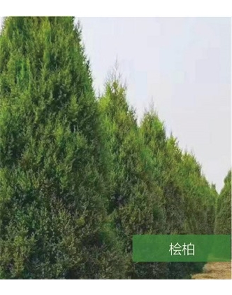 標題：名貴樹種
瀏覽次數：1528
發表時間：2020-10-17
