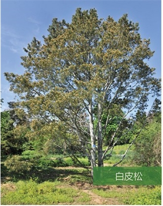 標(biāo)題：名貴樹種
瀏覽次數(shù)：2078
發(fā)表時(shí)間：2020-10-17