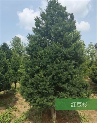 標(biāo)題：名貴樹種
瀏覽次數(shù)：1913
發(fā)表時(shí)間：2020-10-17
