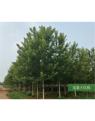 標(biāo)題：名貴樹種
瀏覽次數(shù)：1864
發(fā)表時(shí)間：2020-10-17