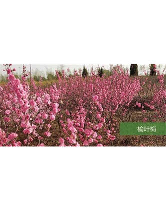 標題：喬灌木
瀏覽次數：1574
發表時間：2020-10-17