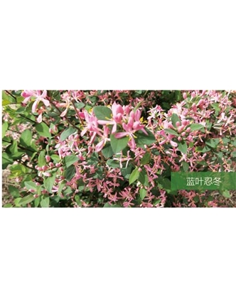 標題：喬灌木
瀏覽次數：1493
發表時間：2020-10-17