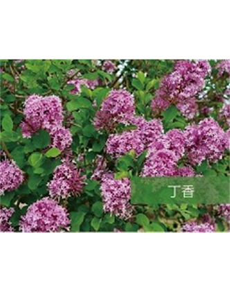 標題：喬灌木
瀏覽次數：1496
發表時間：2020-10-17