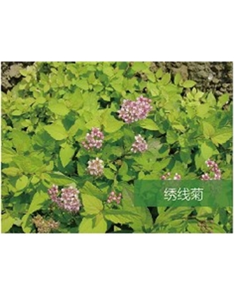 標題：喬灌木
瀏覽次數：1567
發表時間：2020-10-17