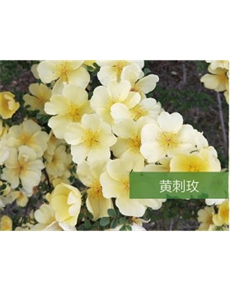標(biāo)題：?jiǎn)坦嗄?瀏覽次數(shù)：1408
發(fā)表時(shí)間：2020-10-17