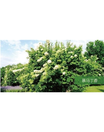 標(biāo)題：?jiǎn)坦嗄?瀏覽次數(shù)：1584
發(fā)表時(shí)間：2020-10-17