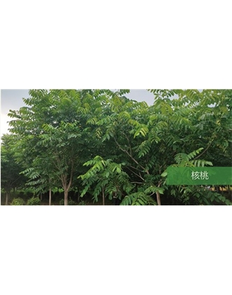 標(biāo)題：喬灌木
瀏覽次數(shù)：1484
發(fā)表時間：2020-10-17