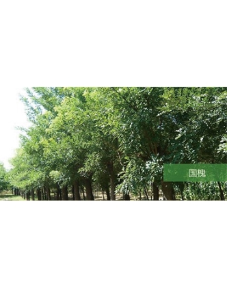 標(biāo)題：喬灌木
瀏覽次數(shù)：1624
發(fā)表時間：2020-10-17