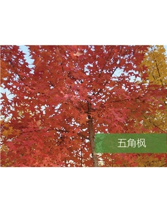 標(biāo)題：喬灌木
瀏覽次數(shù)：1552
發(fā)表時間：2020-10-17