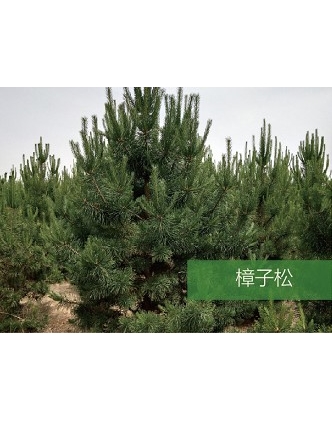 標(biāo)題：喬灌木
瀏覽次數(shù)：1541
發(fā)表時間：2020-10-17
