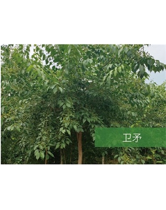標題：喬灌木
瀏覽次數(shù)：2165
發(fā)表時間：2020-10-17