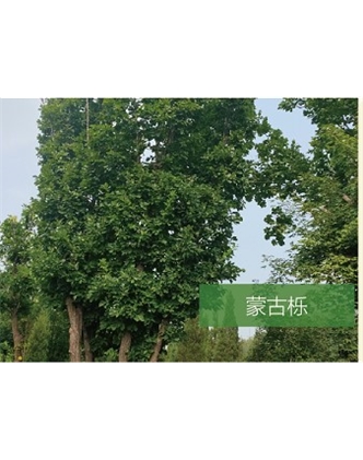 標題：喬灌木
瀏覽次數(shù)：2156
發(fā)表時間：2020-10-17