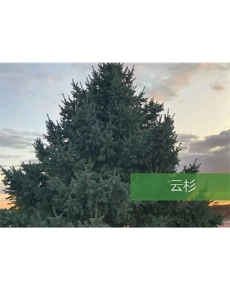標題：喬灌木
瀏覽次數(shù)：2213
發(fā)表時間：2020-10-17