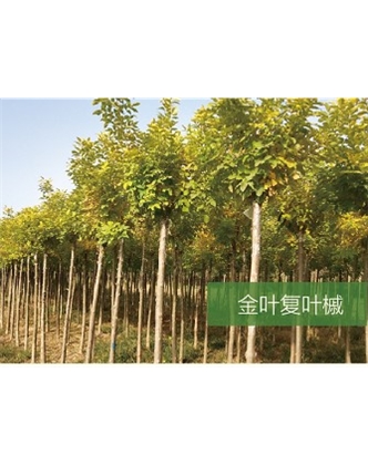 標題：喬灌木
瀏覽次數(shù)：2009
發(fā)表時間：2020-10-17